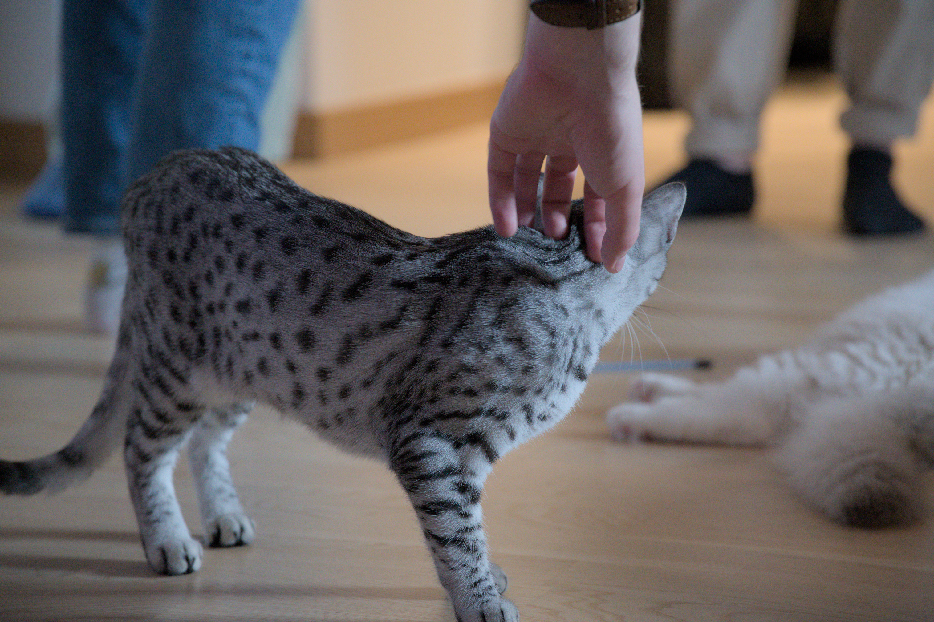 2025/10/12 - cats/DSC_0100.jpg